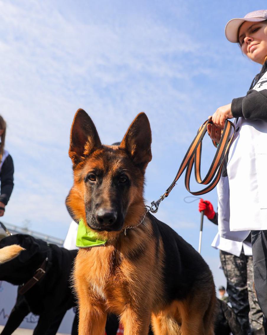 Посетители Северного речного вокзала смогут больше узнать о собаках-проводниках 1 мая