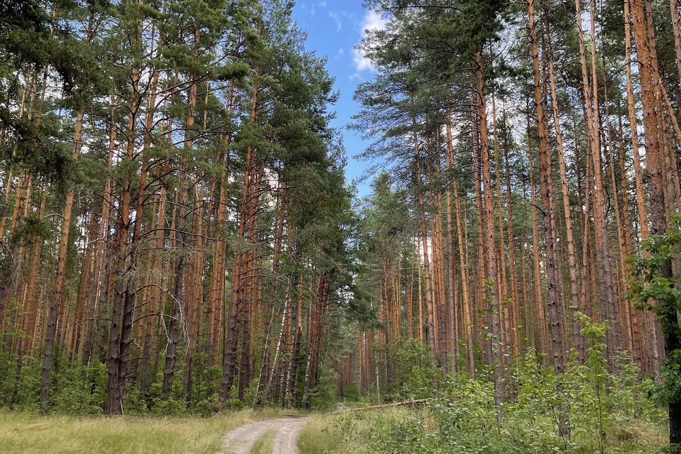 Комлесхоз Подмосковья рассказал о наказании за поджог леса