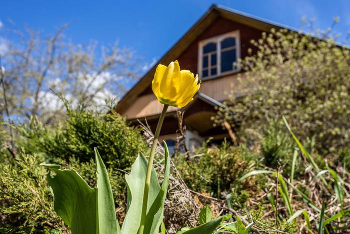 Россиянам назвали грозящие уголовным наказанием грибы и растения на дачах