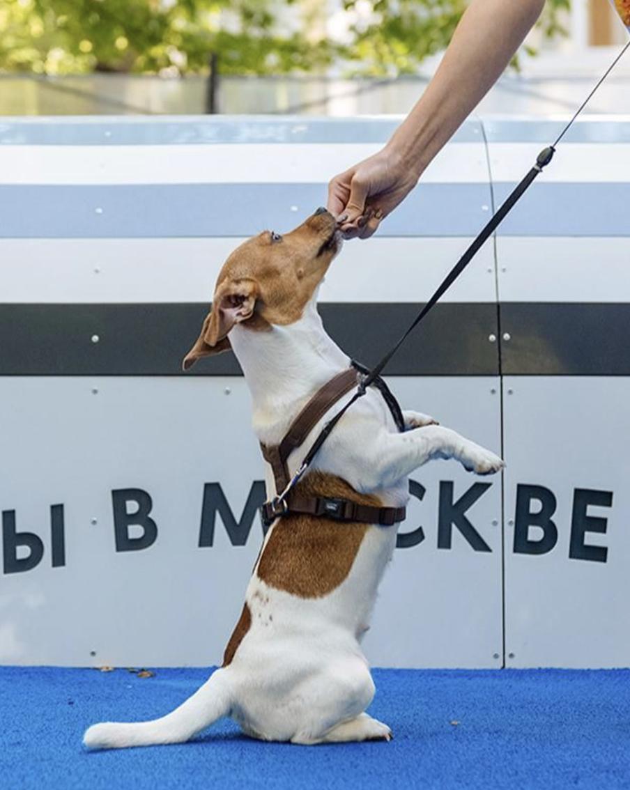 Собянин: В Москве создано уже 79 современных площадок для выгула собак