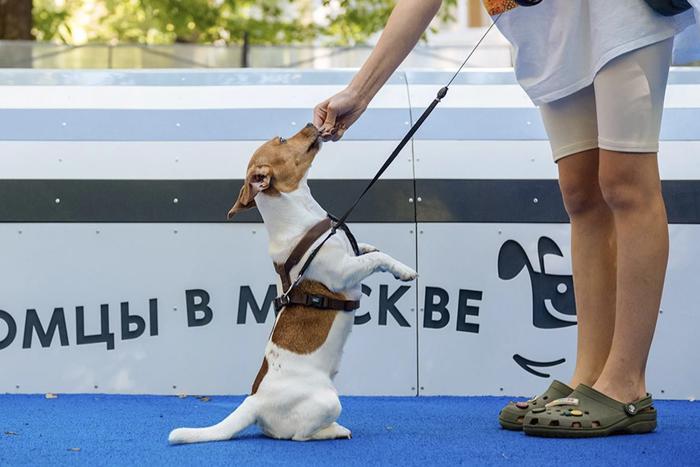 Собянин: В Москве создано уже 79 современных площадок для выгула собак