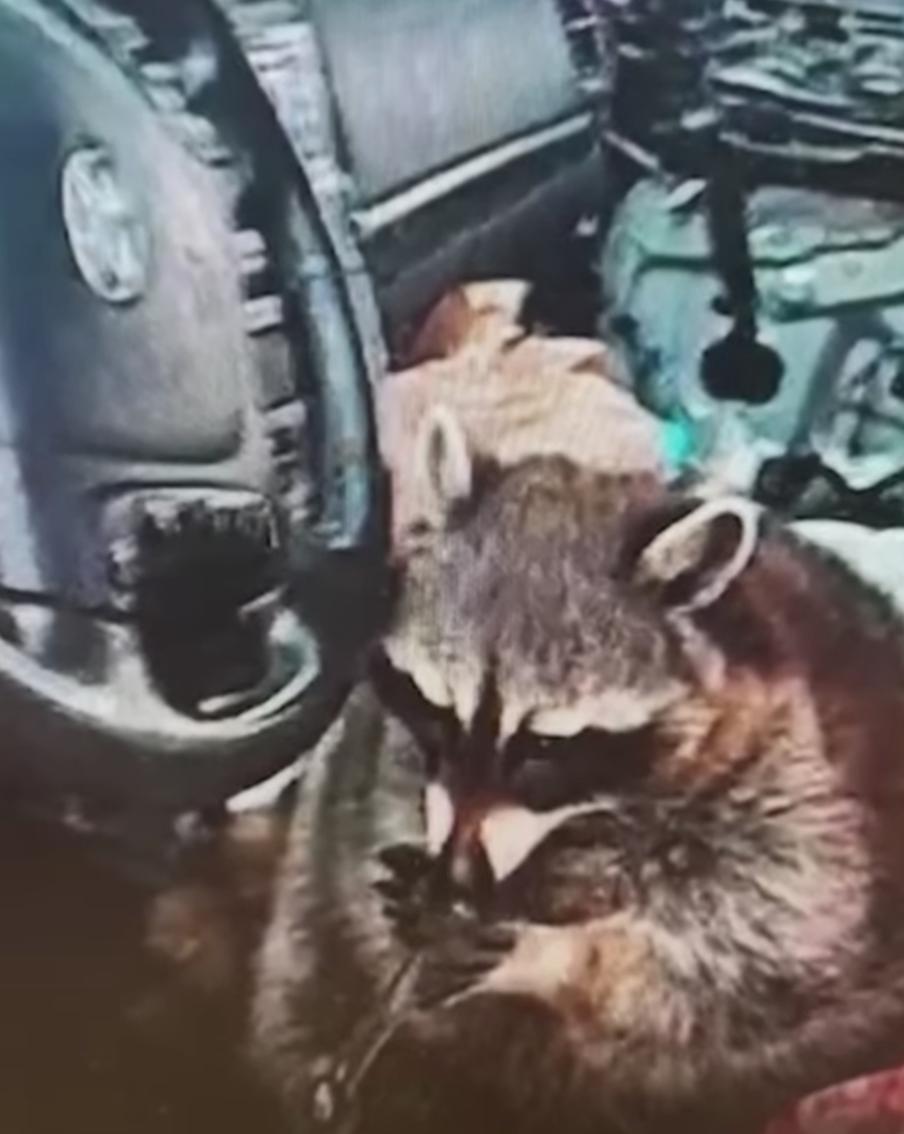 Женщина арестована за наркотики, а её енот стал интернет-сенсацией