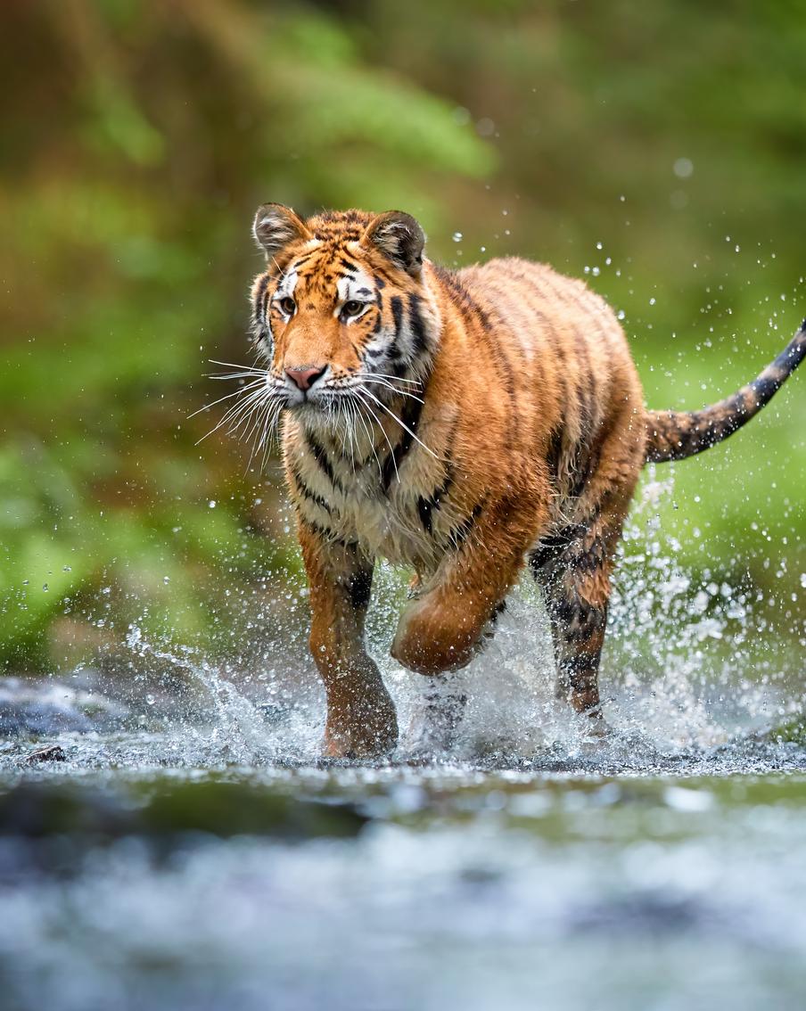 В России после реабилитации в дикую природу выпустили двух тигров