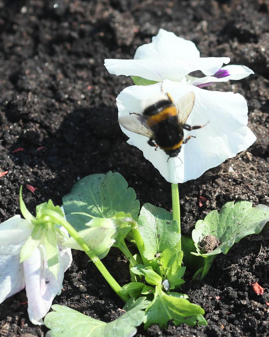 Берегите шмелей: как пушистые опылители помогают Москве