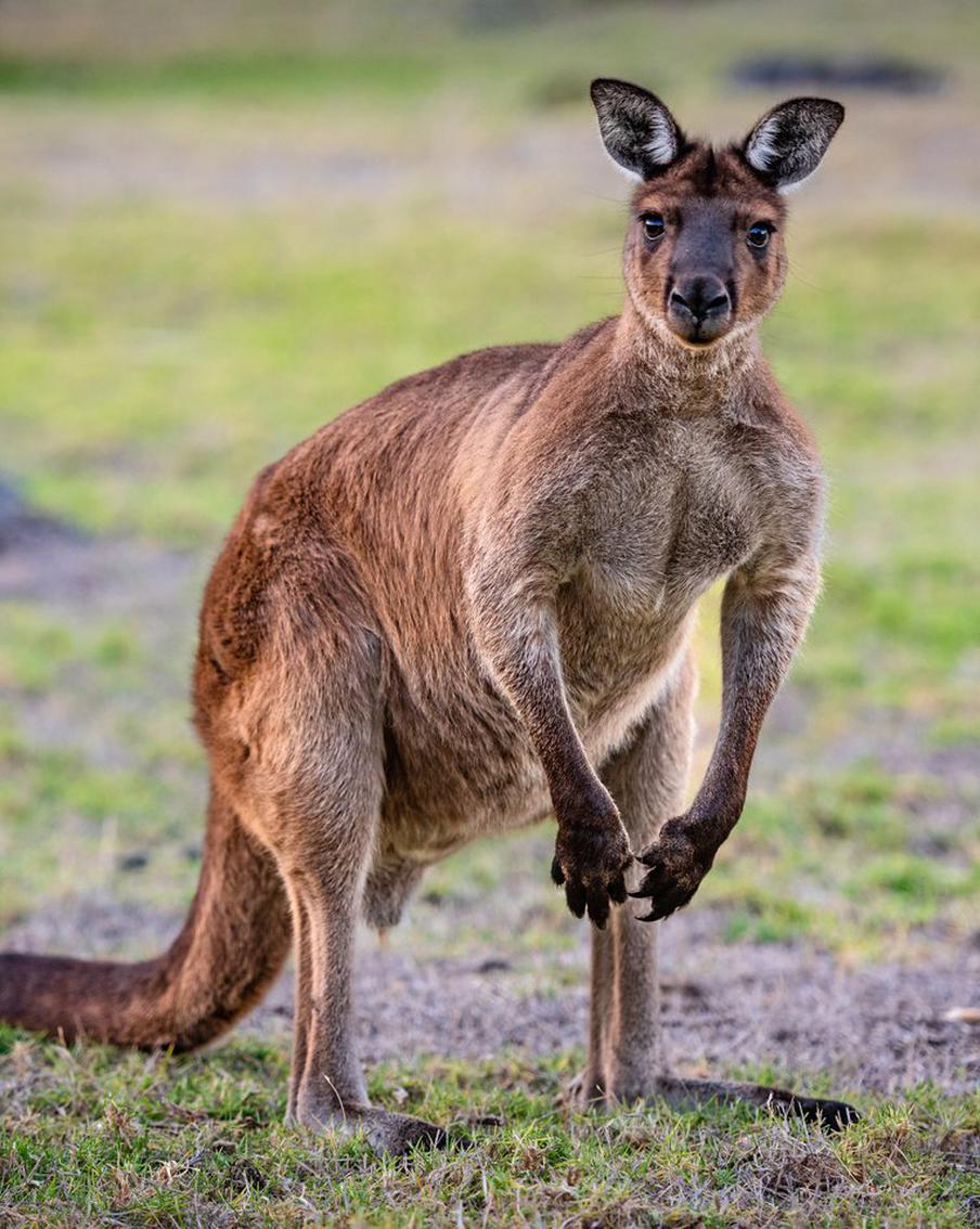 Смерть мужчины в зоопарке США: возможная драка с кенгуру стала причиной трагедии