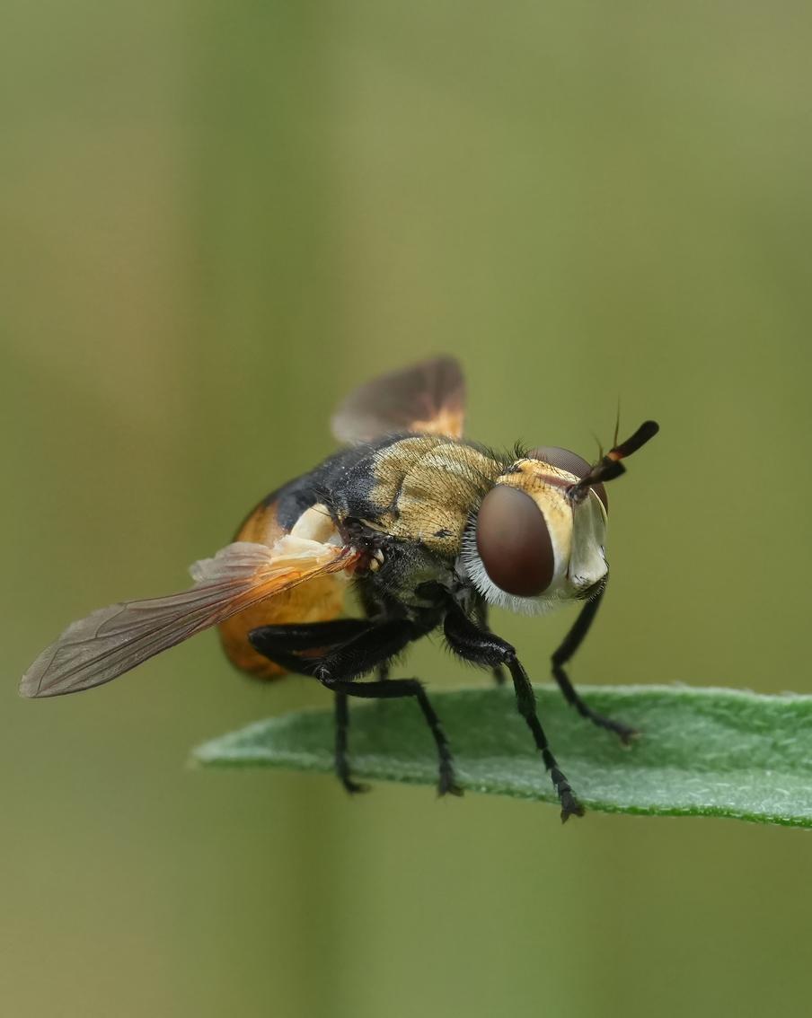 В США испугались нового опасного паразита