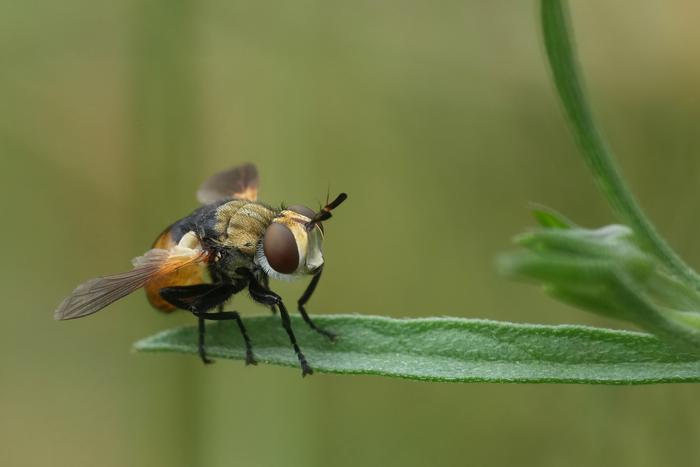 В США испугались нового опасного паразита