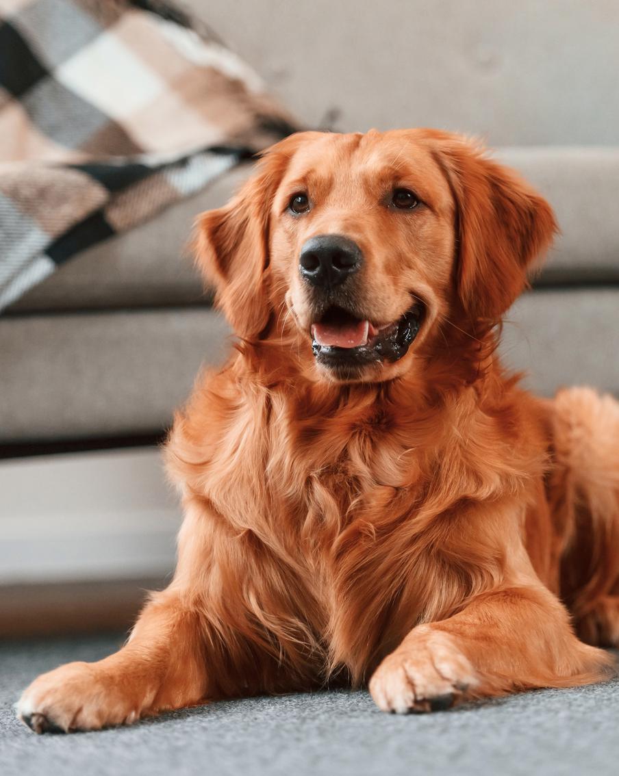 Взяли собаку на передержку? Советы, чтобы всё прошло без стресса
