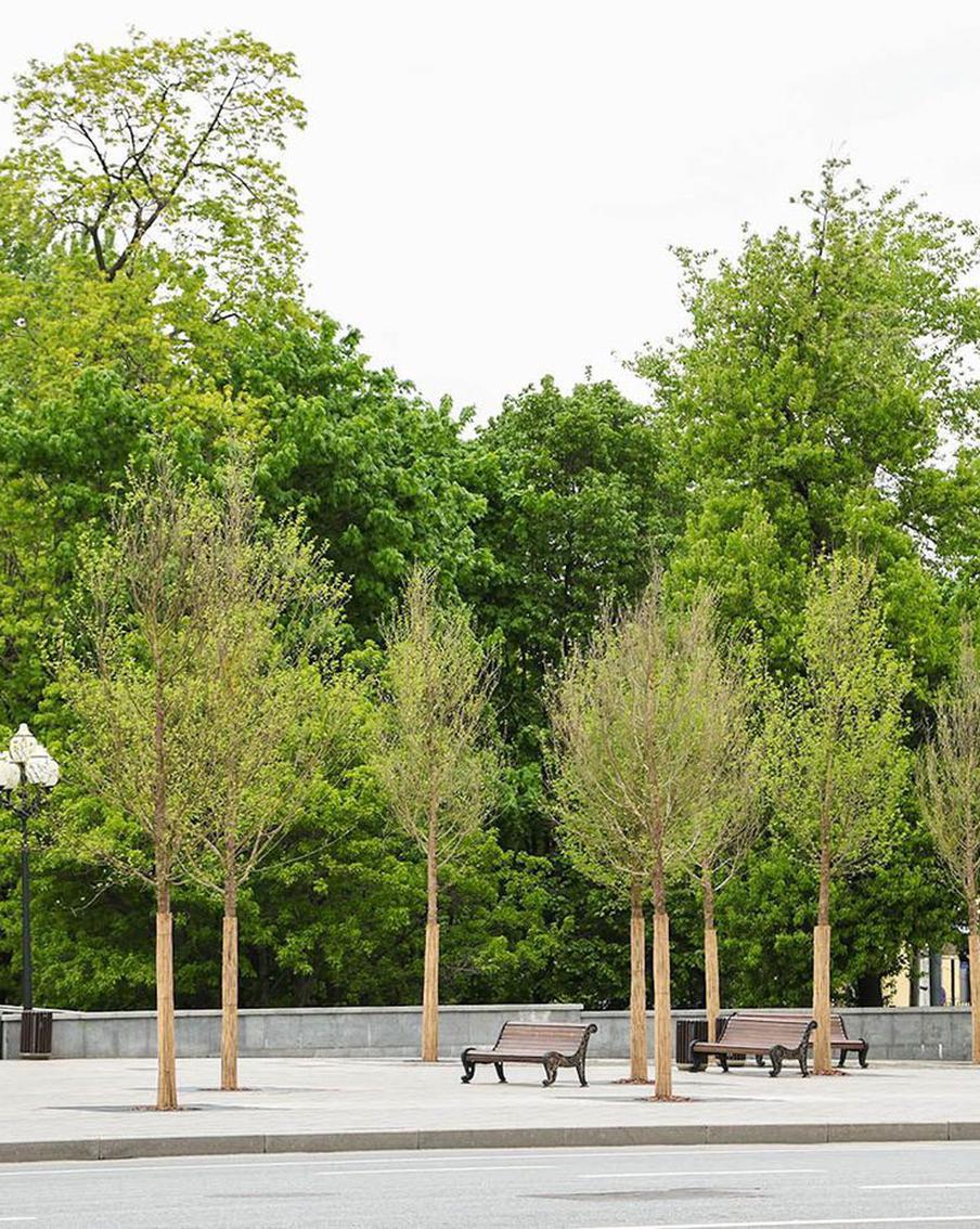 Сергей Собянин: В этом году в Москве будет высажено более 8 тысяч деревьев