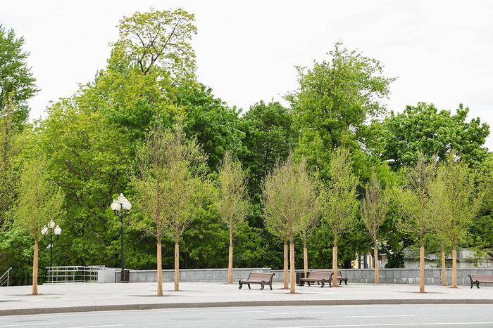 Сергей Собянин: В этом году в Москве будет высажено более 8 тысяч деревьев