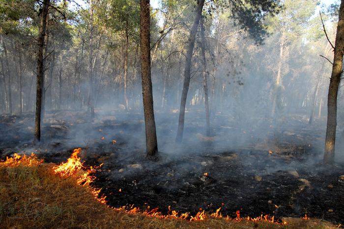 В России потушили 38 лесных пожаров за сутки