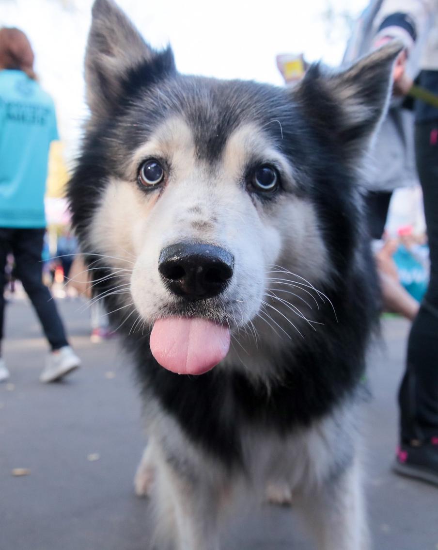Городские сервисы помогают москвичам стать суперхозяевами для своих питомцев