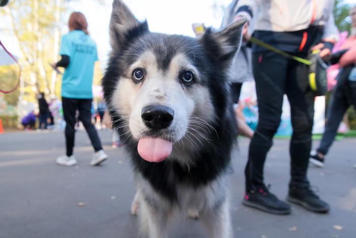 Городские сервисы помогают москвичам стать суперхозяевами для своих питомцев