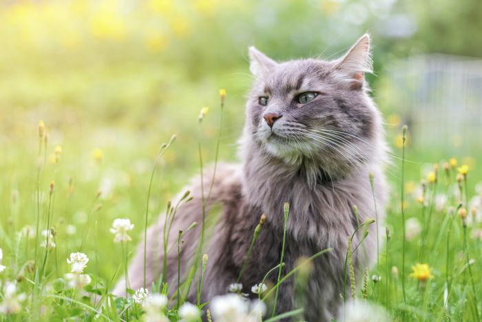 Как сделать дачу комфортной и безопасной для кошки и собаки
