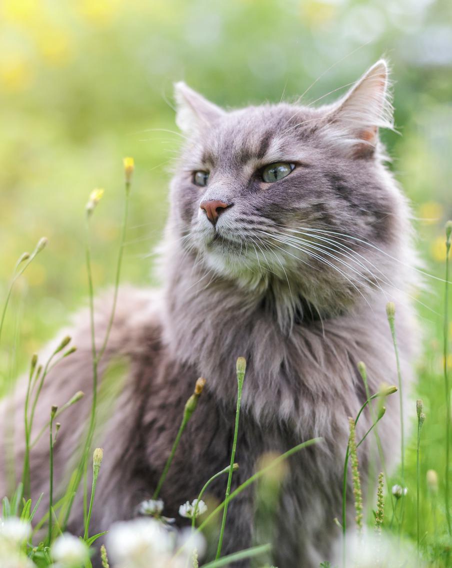 Как сделать дачу комфортной и безопасной для кошки и собаки