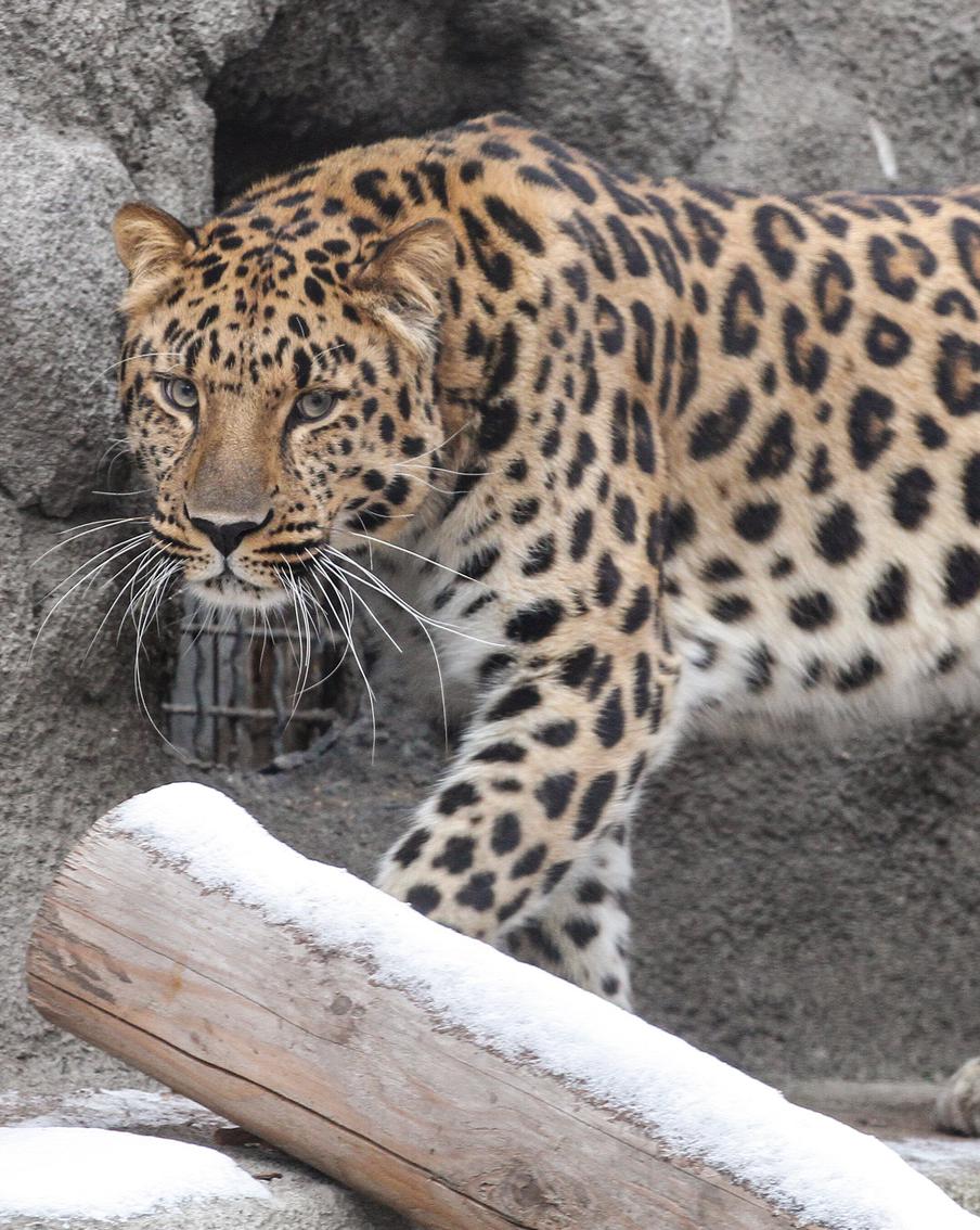 Московский зоопарк рассказал, как хищникам подкинули в вольер таблетки