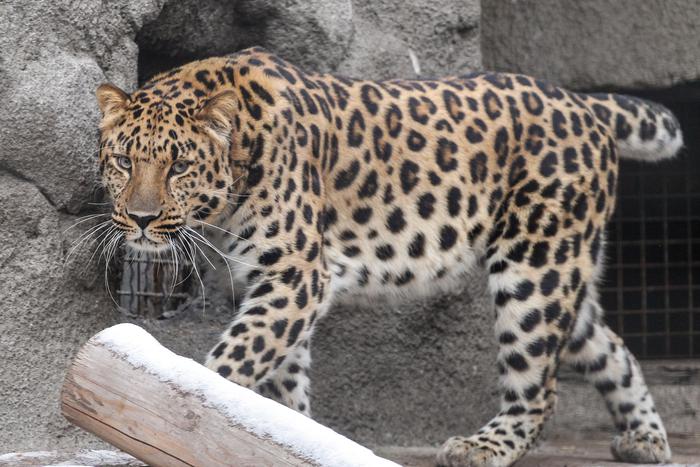 Московский зоопарк рассказал, как хищникам подкинули в вольер таблетки