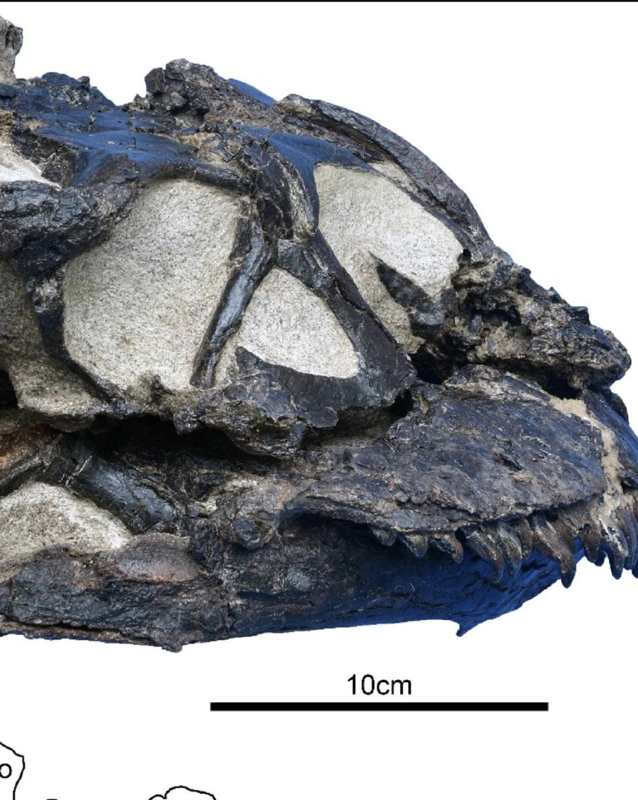 "Он жил 165 млн лет назад": в Китае отыскали очень умного динозавра