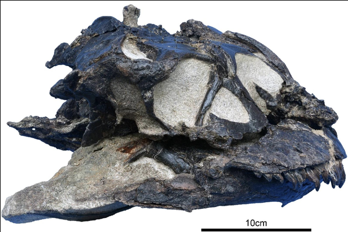 "Он жил 165 млн лет назад": в Китае отыскали очень умного динозавра