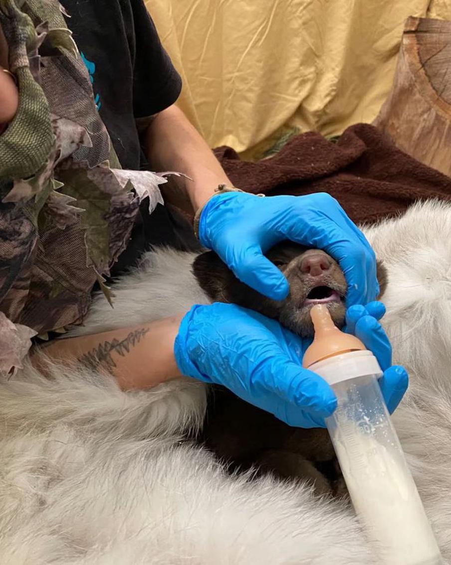 Его спасло чудо, он почти не дышал и не звал маму: в Калифорнии люди одеваются медведями, чтобы помочь медвежонку