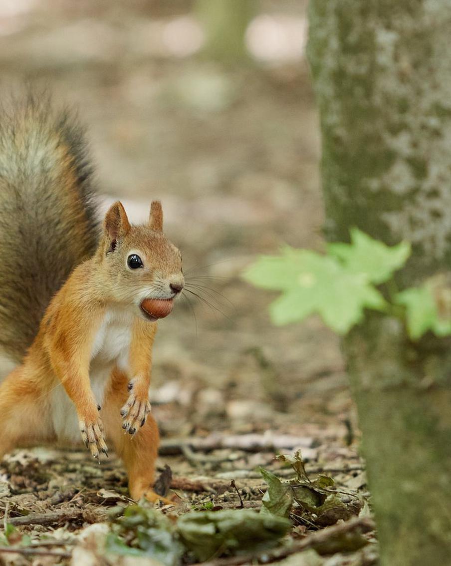 Единое парковое пространство для отдыха появится на северо-востоке столицы