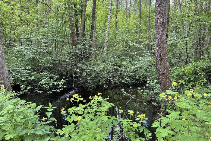 Весенний лесокультурный сезон в Подмосковье: итоги и масштабы работ