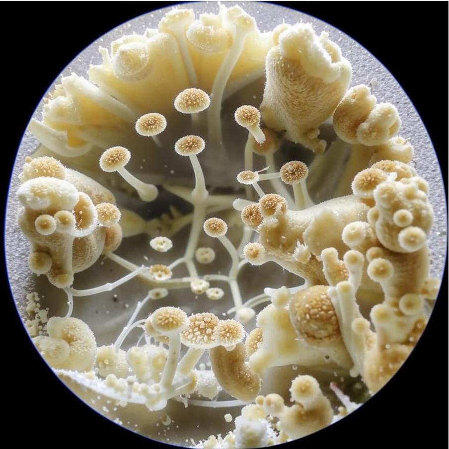 Споры гриба Trichoderma