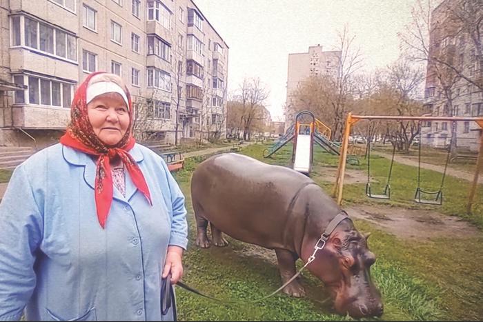 Почему российские пенсионерки заводят дома бегемотов и носорогов