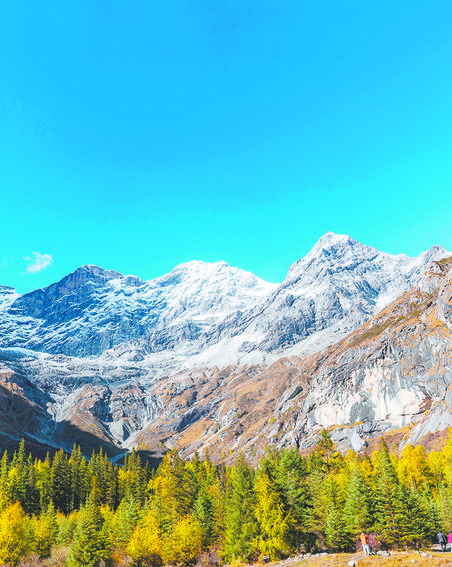 Почему глобальное потепление заставляет деревья мигрировать в горы