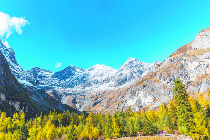 Почему глобальное потепление заставляет деревья мигрировать в горы