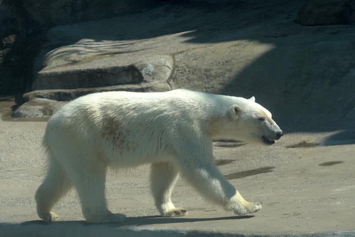 За какими животными Московского зоопарка можно наблюдать в прямом эфире