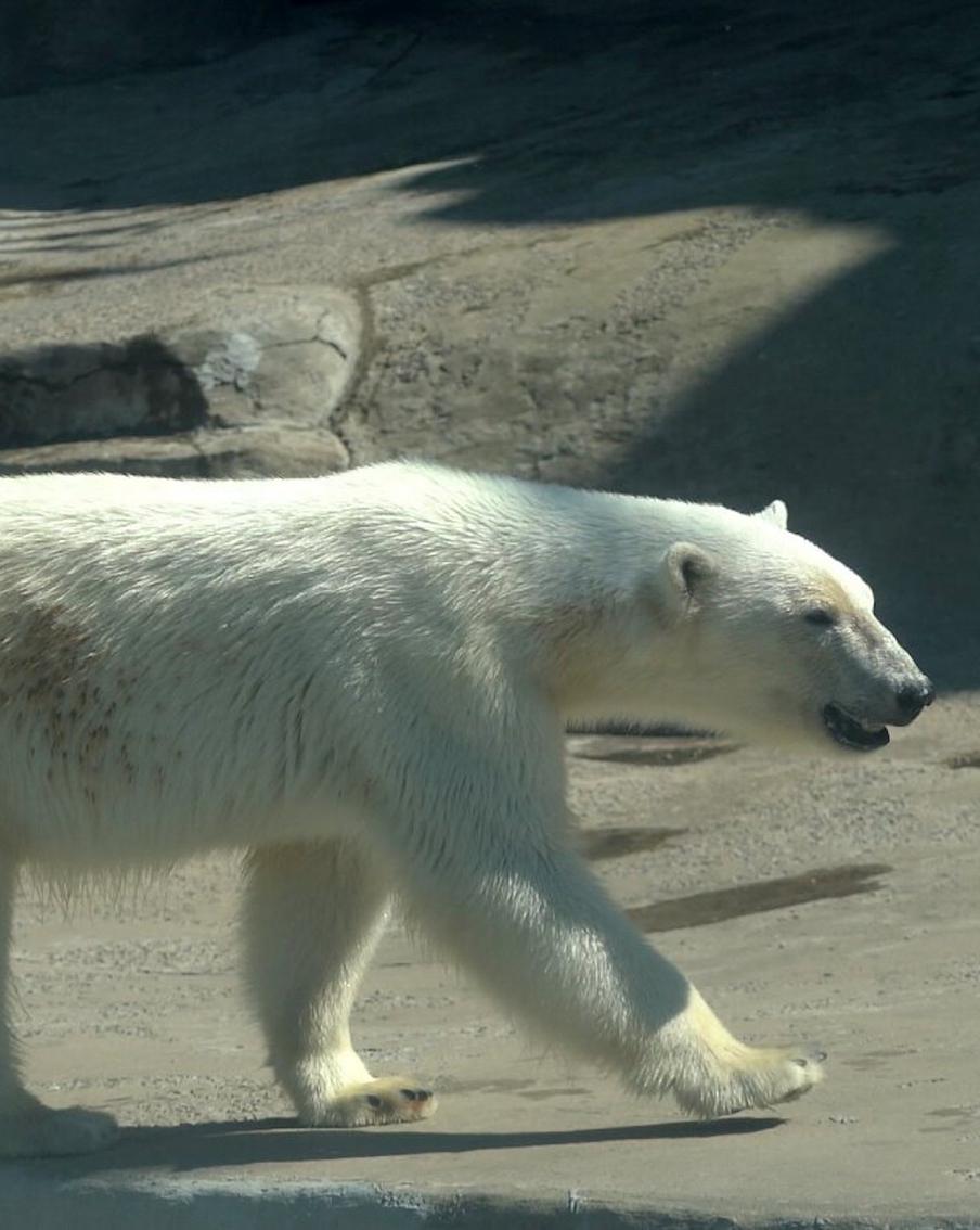 За какими животными Московского зоопарка можно наблюдать в прямом эфире