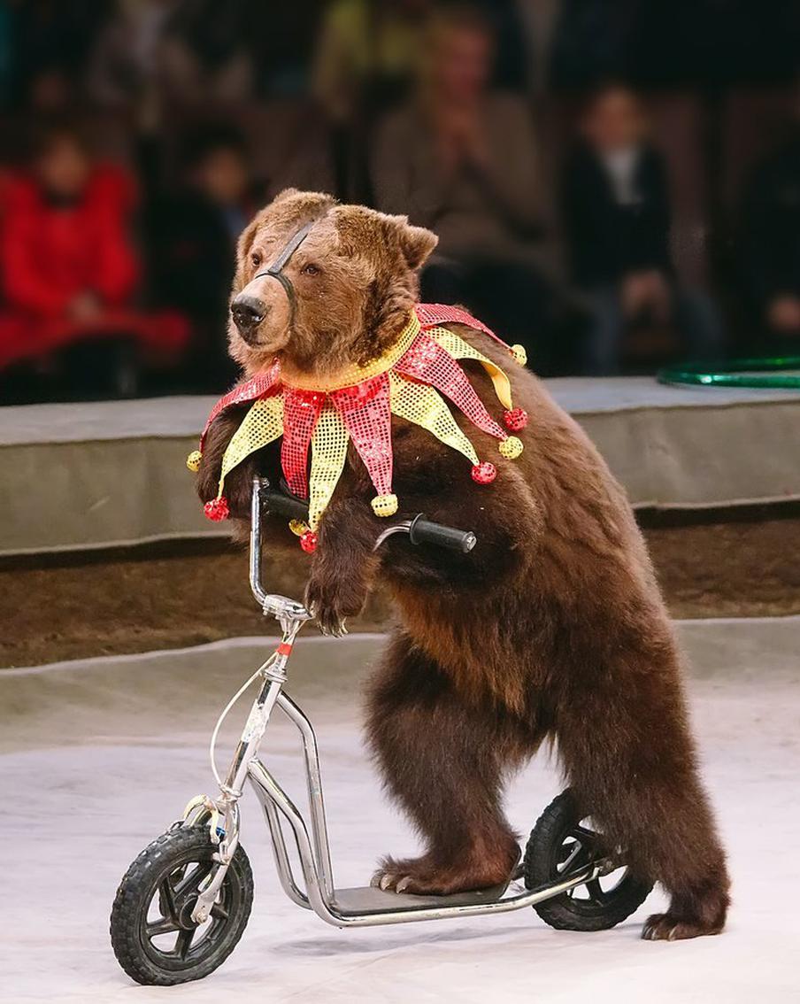 Цирк без животных: гуманизм или разрушение циркового искусства?