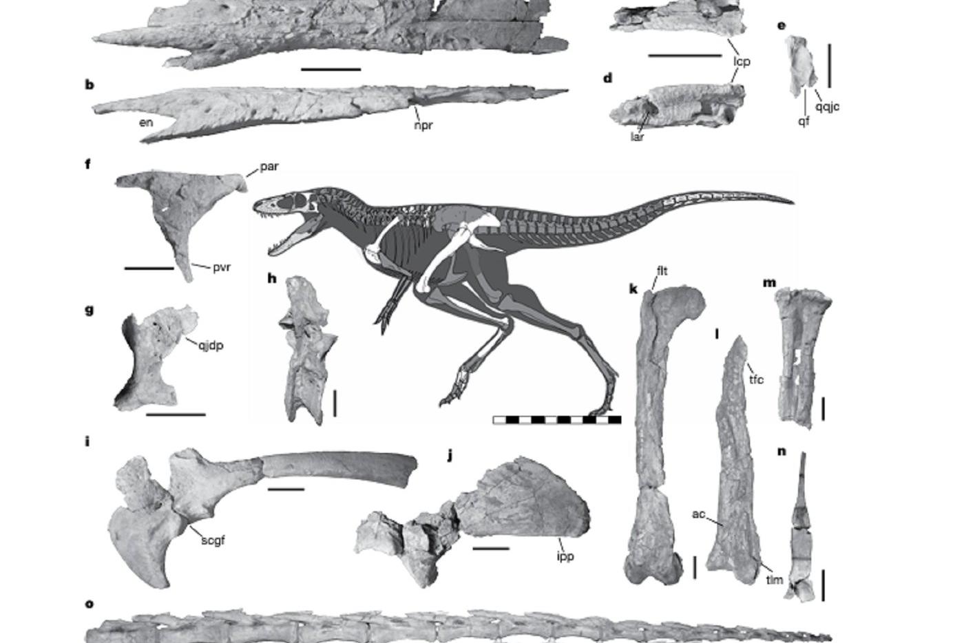 Изображение Khankhuuluu mongoliensis