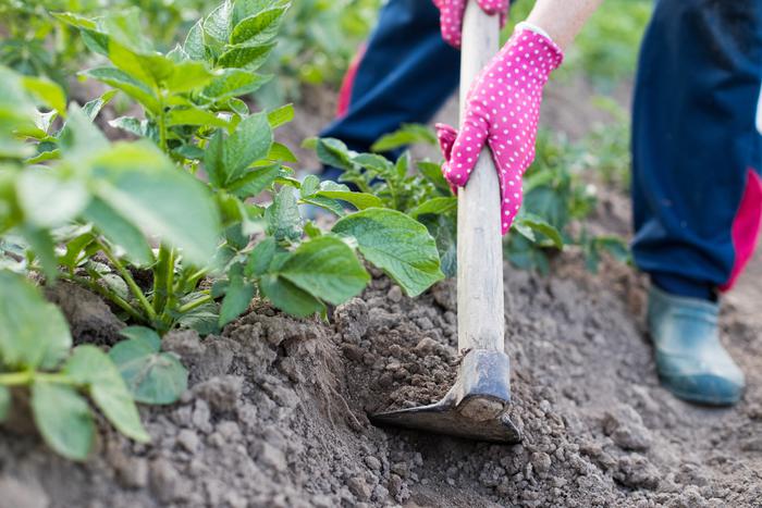 Эксперт рассказал, когда и как правильно окучивать картофель для большого урожая