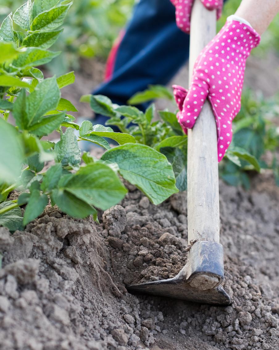 Эксперт рассказал, когда и как правильно окучивать картофель для большого урожая