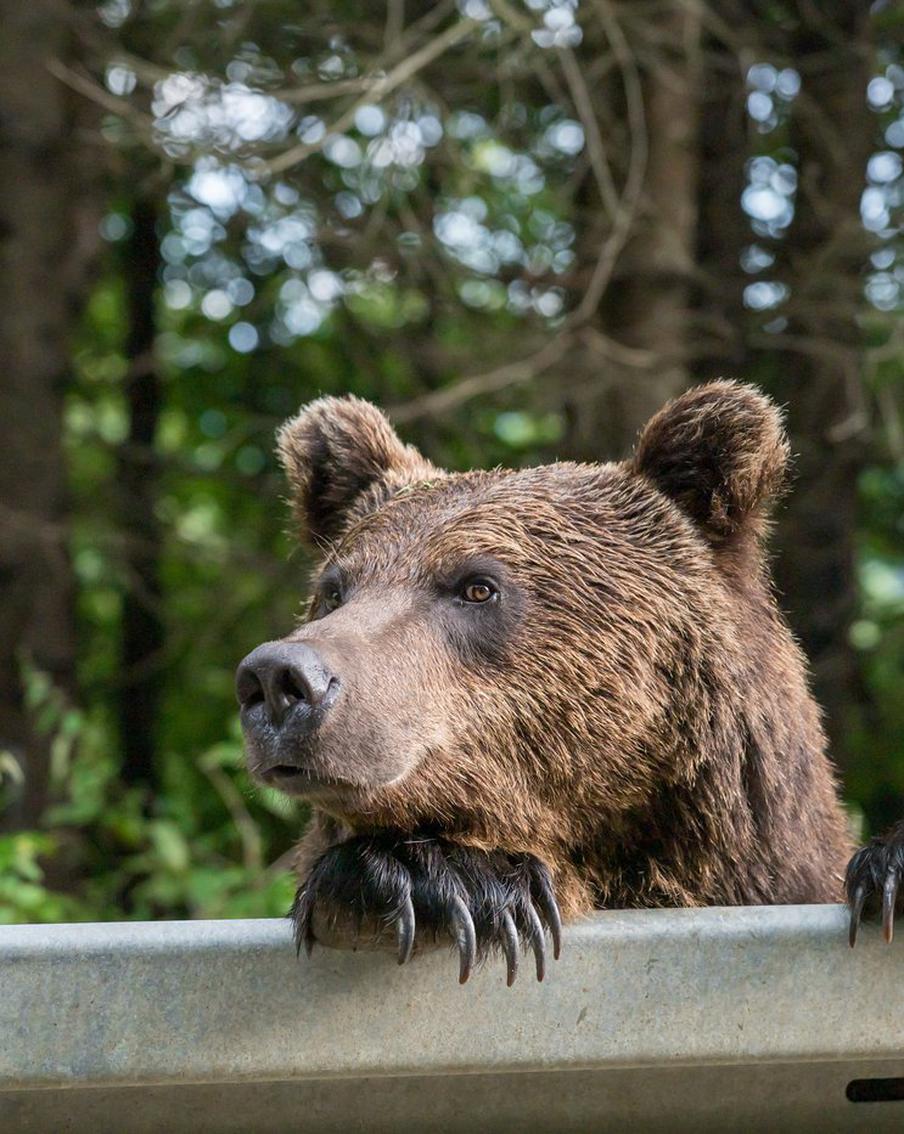 Медведя в Мичигане спасли от крышки, застрявшей на его шее на два года