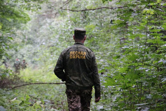 Власти Подмосковья объяснили ситуацию с вырубкой у границы Химок и Долгопрудного