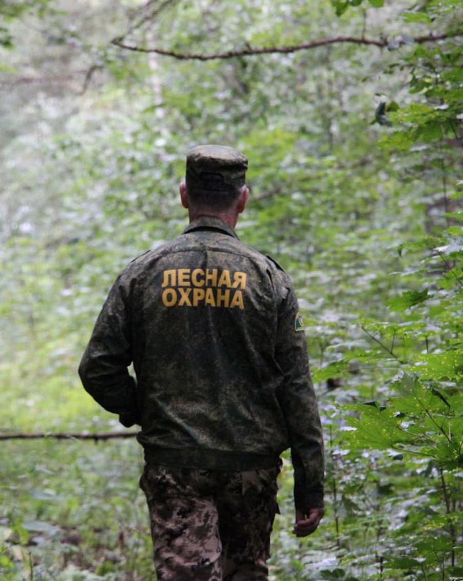 Власти Подмосковья объяснили ситуацию с вырубкой у границы Химок и Долгопрудного