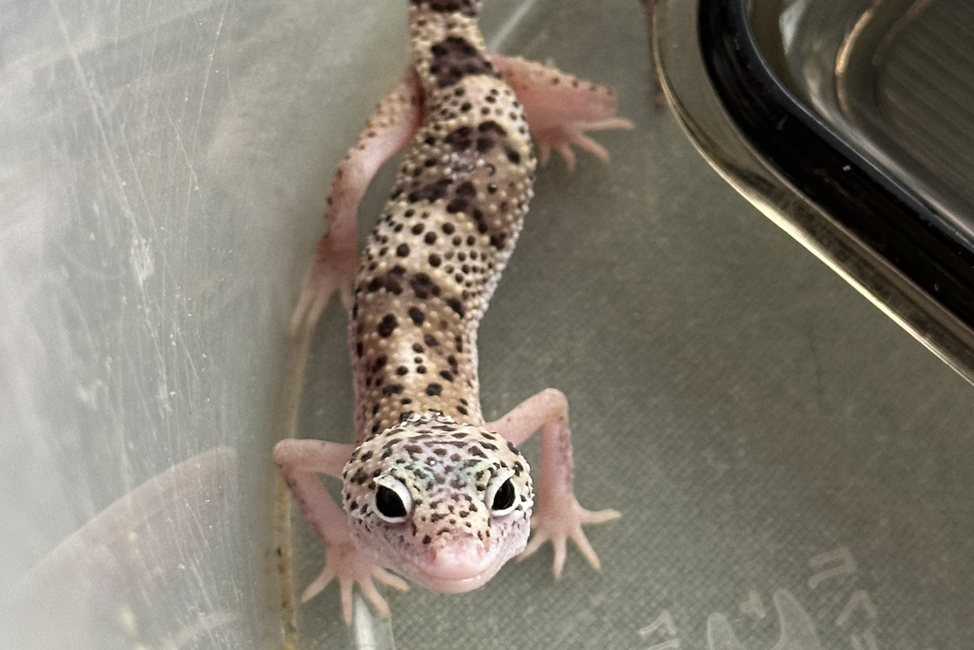 Москвичи ищут банановых сверчков и аргентинских тараканов для найдёныша-эублефара