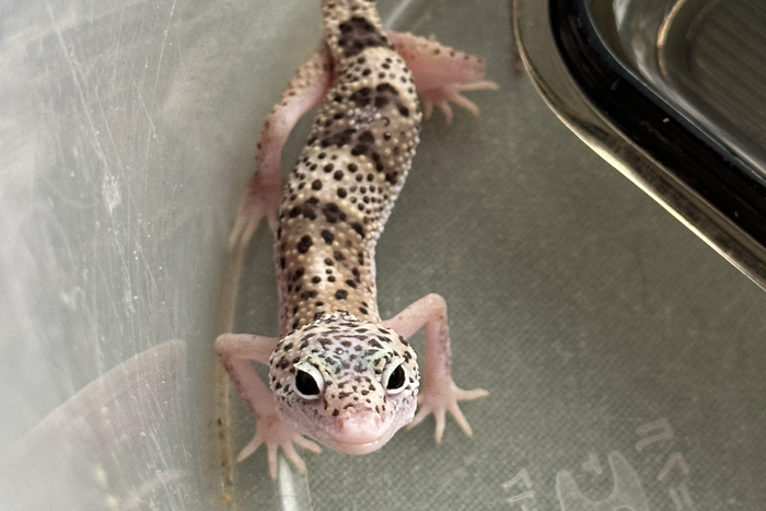 Москвичи ищут банановых сверчков и аргентинских тараканов для найдёныша-эублефара