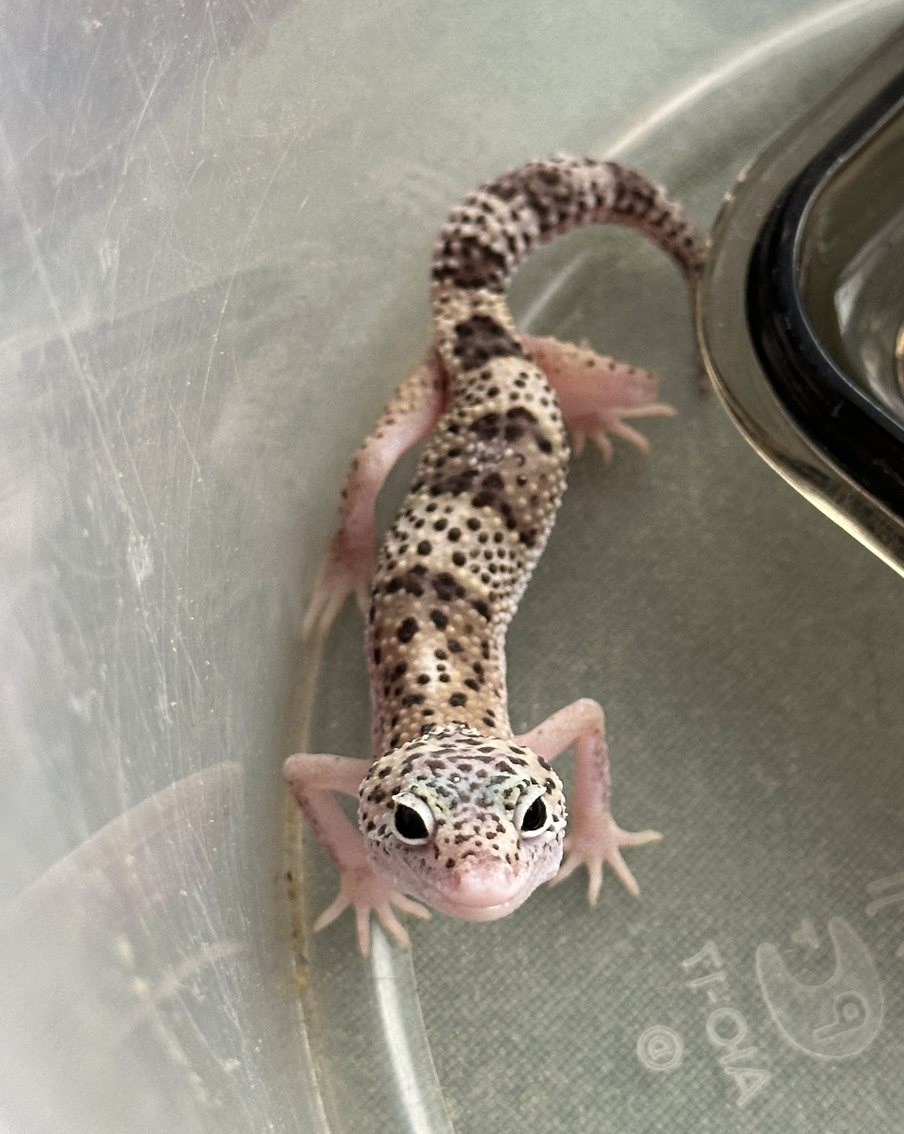 Москвичи ищут банановых сверчков и аргентинских тараканов для найдёныша-эублефара