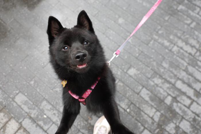 350 тысяч подписчиков за полгода собрали пёсик Миша и его весёлая жизнь