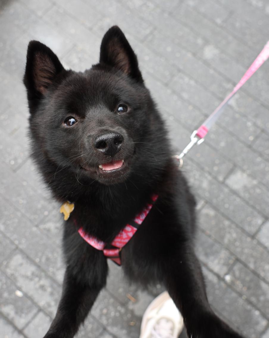 350 тысяч подписчиков за полгода собрали пёсик Миша и его весёлая жизнь