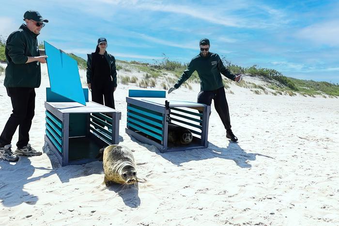 "Сердце морей" забилось для тюленей, оказавшихся в сложной жизненной ситуации