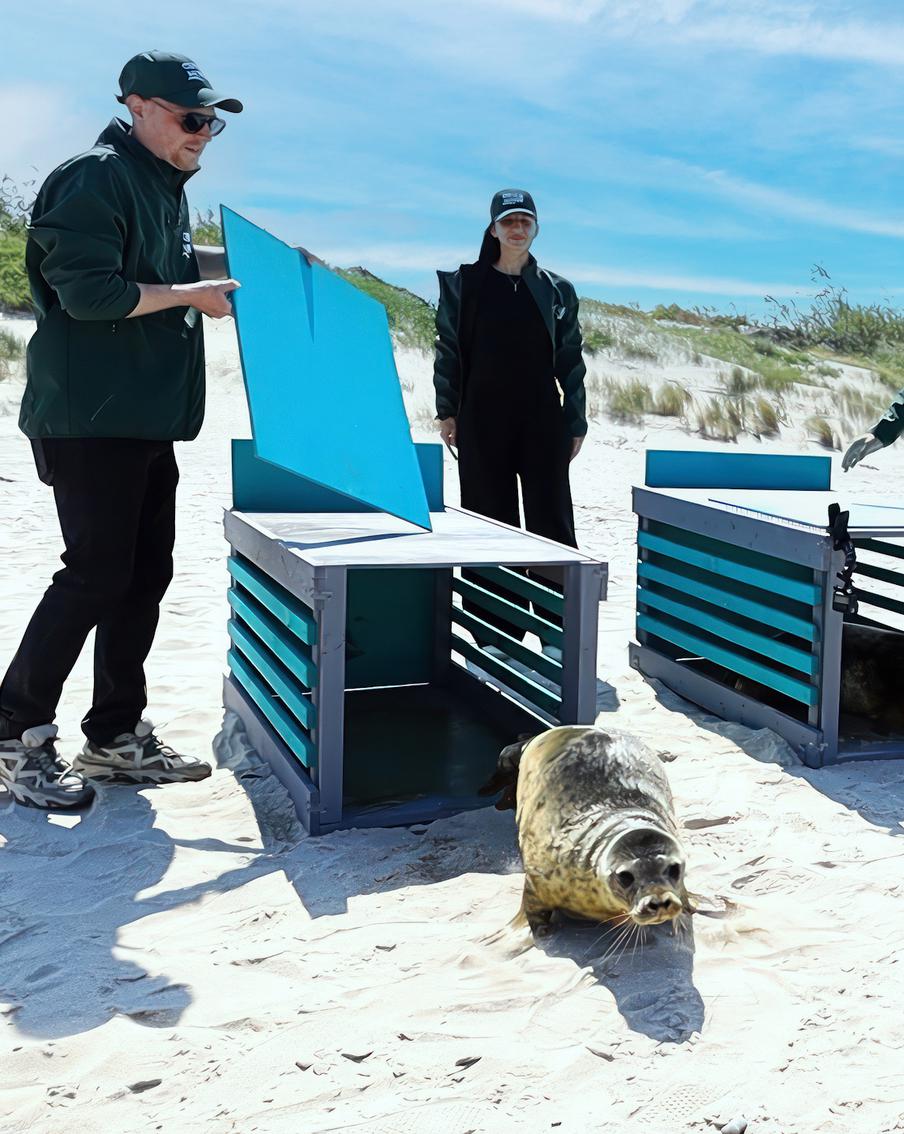 "Сердце морей" забилось для тюленей, оказавшихся в сложной жизненной ситуации