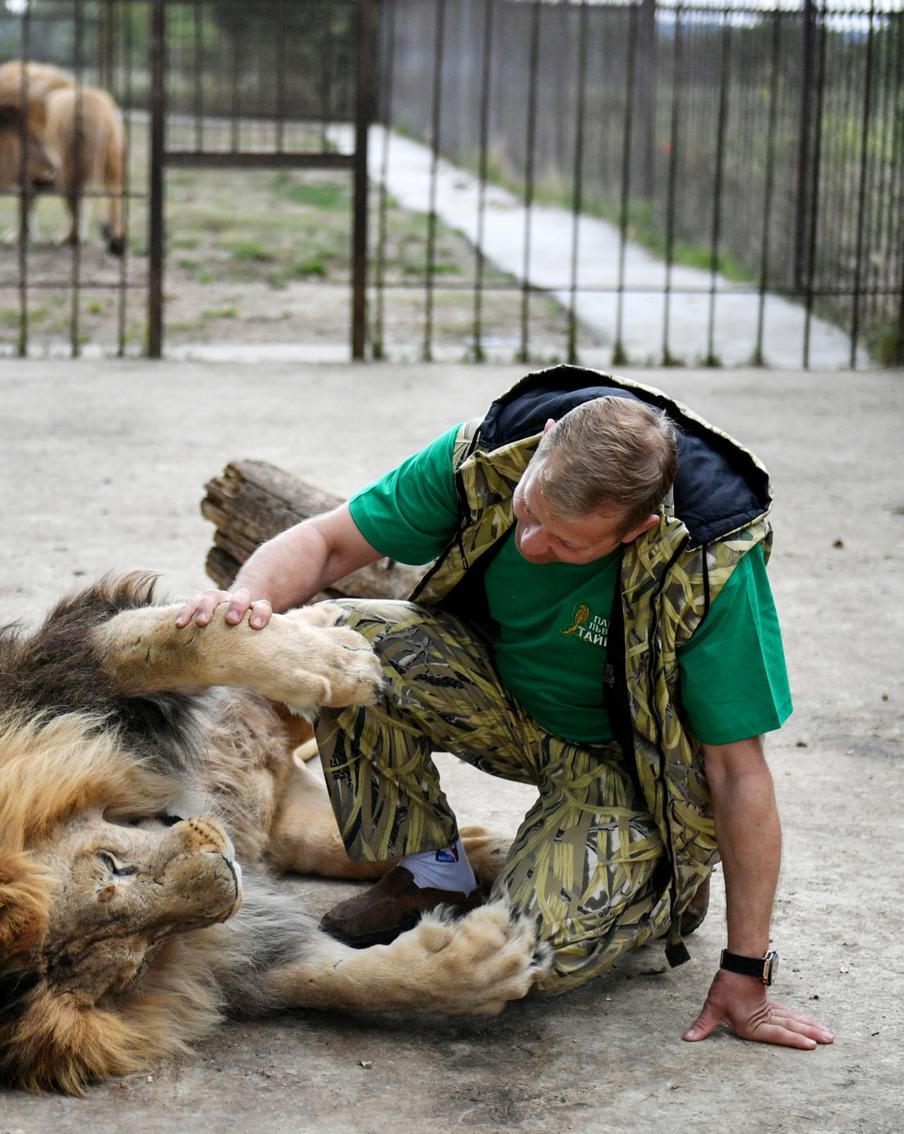 "Всё в мясо": лев растерзал директора "Тайгана" Олега Зубкова