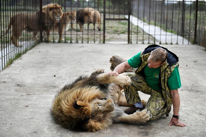 "Всё в мясо": лев растерзал директора "Тайгана" Олега Зубкова