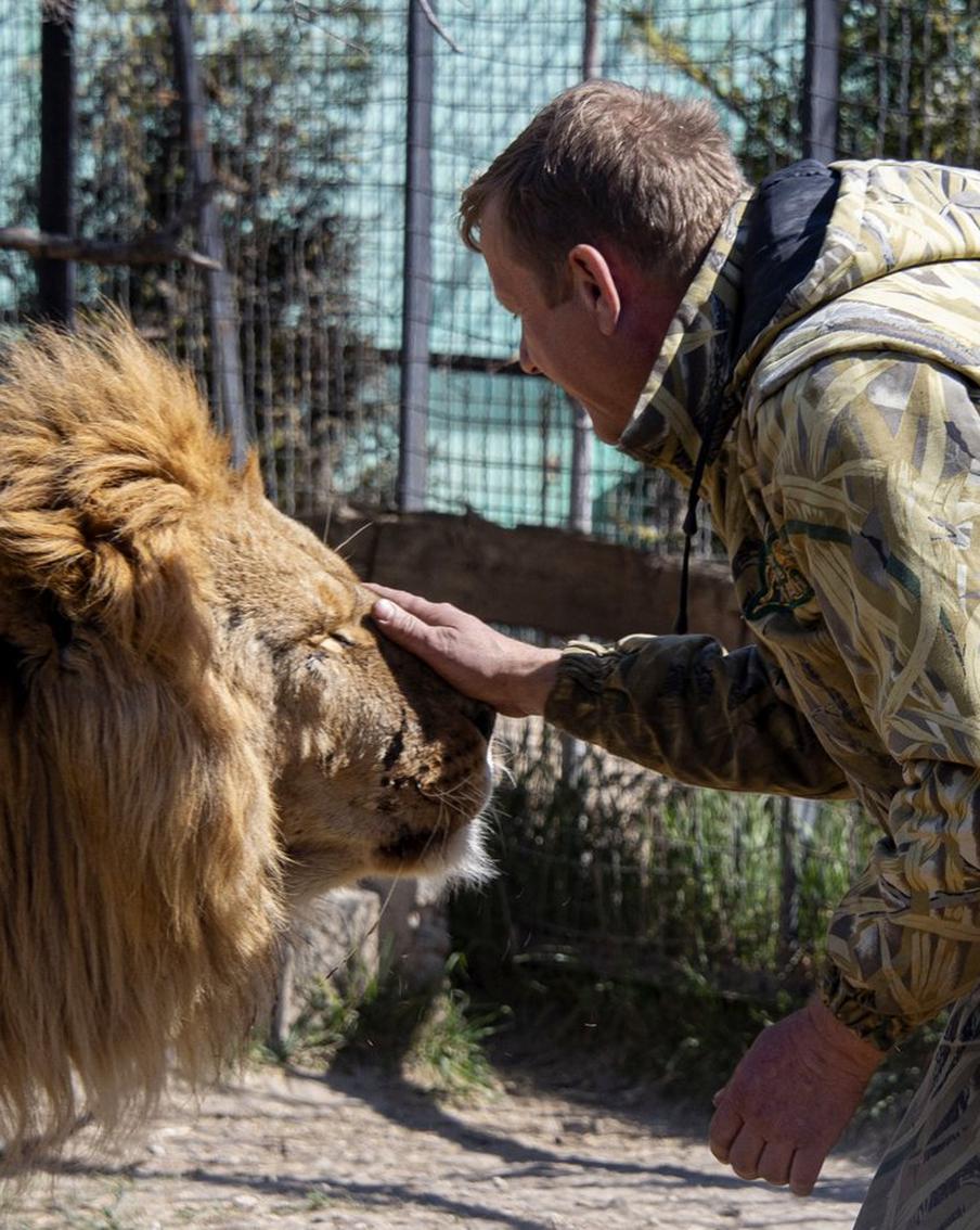 "У Зубкова глаза стали белыми": эксклюзив о нападении льва на директора "Тайгана"