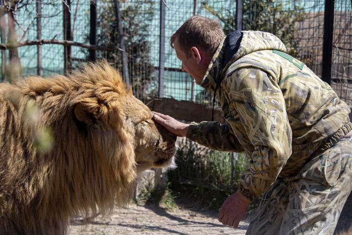 "У Зубкова глаза стали белыми": эксклюзив о нападении льва на директора "Тайгана"